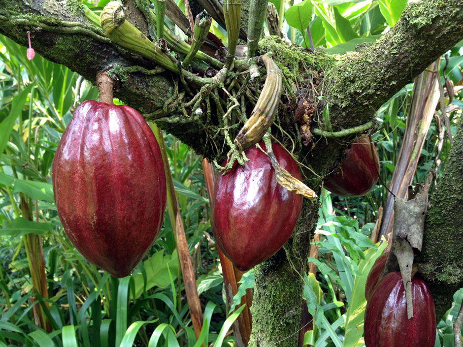 Albero Trinitario - Fave di Cacao