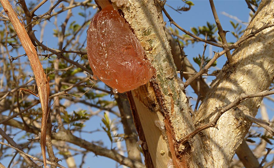 Acacia Senegal - Gomma Arabica E414