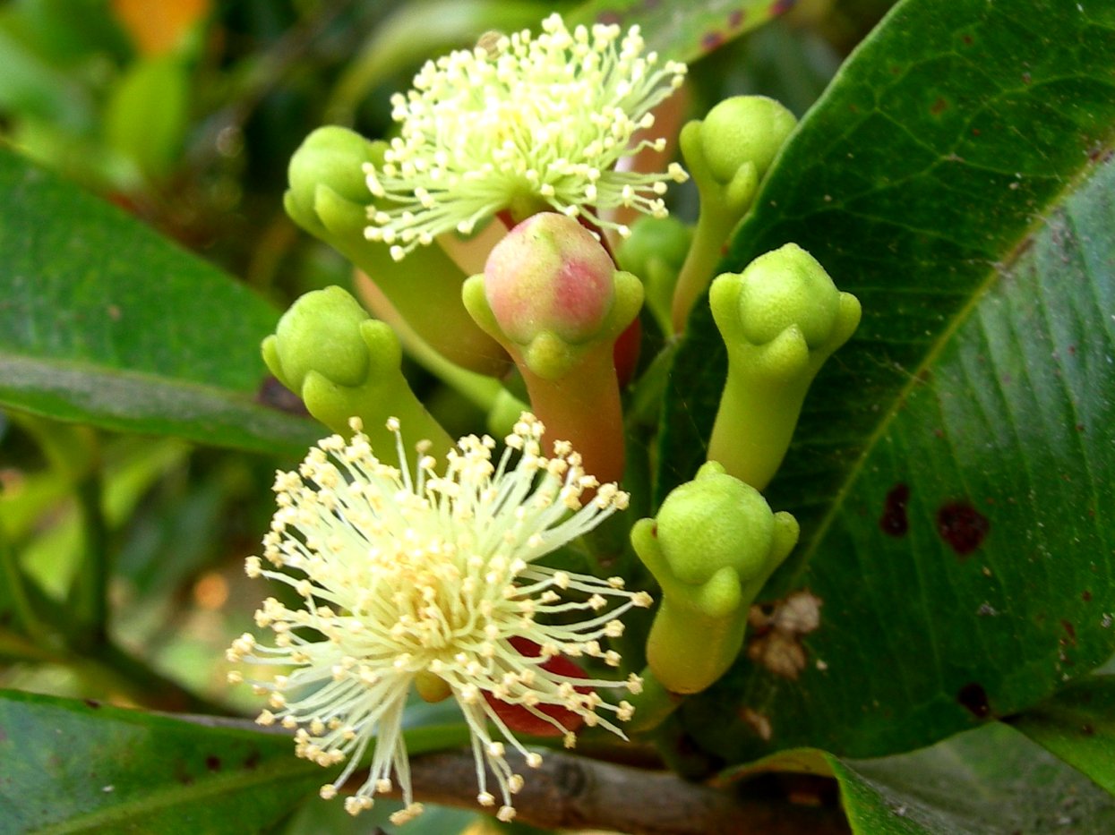 Syzygium Aromaticum - Chiodi di Garofano